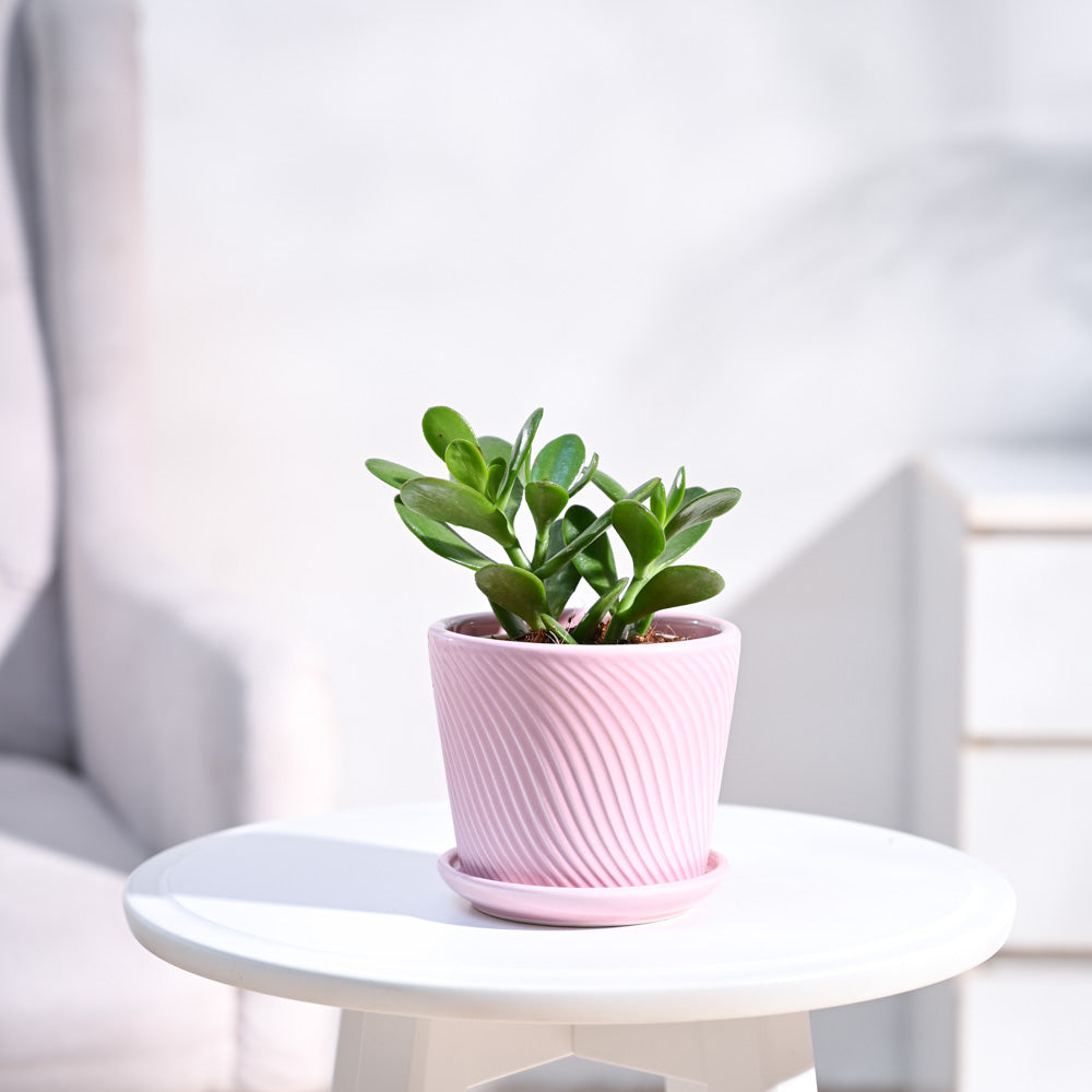 ceramic-pot-pink