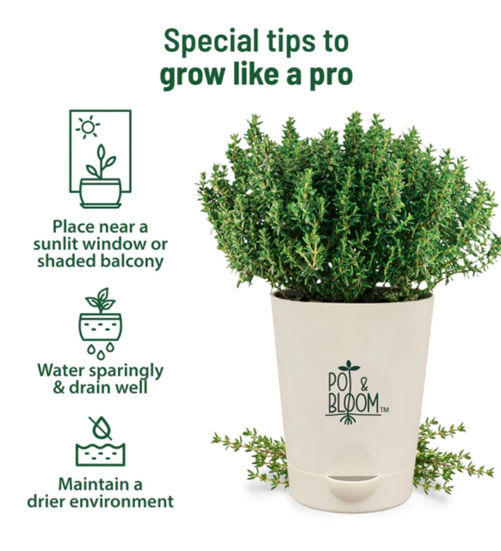 Thyme Grow Kit
