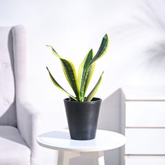 Snake Plant - Futura Superba
