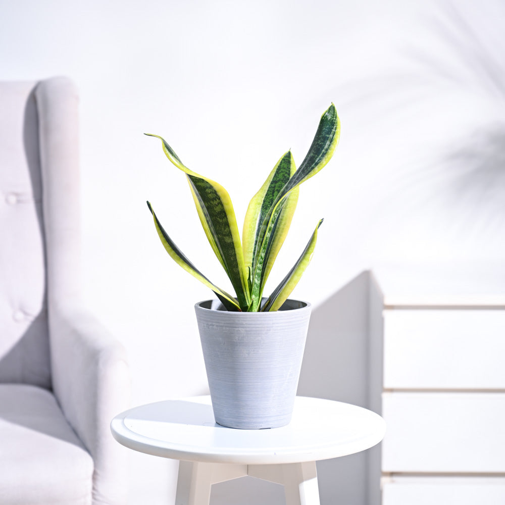 Venice12PlanterLightGrey