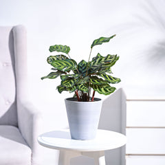 Peacock Plant