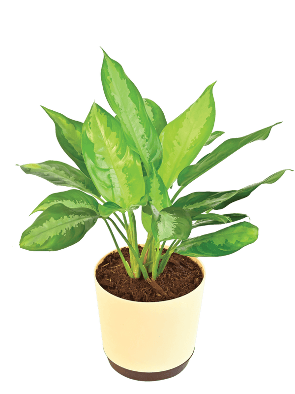 Aglaonema Manila Beauty