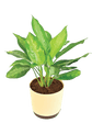 Aglaonema Manila Beauty