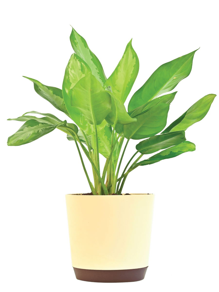 aglaonema manila Aglaonema Manila Beauty – Ugaoo