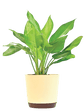Aglaonema Manila Beauty