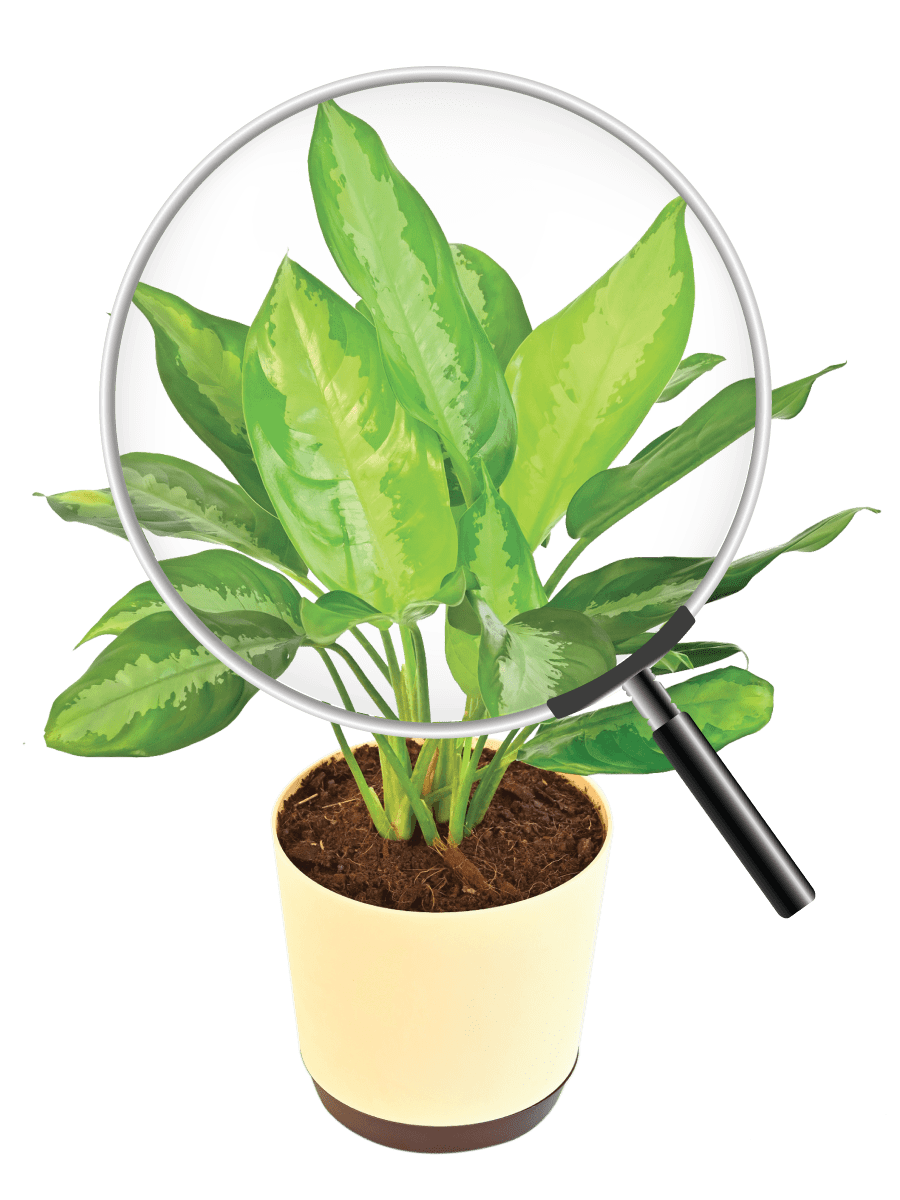 aglaonema manila Aglaonema Manila Beauty – Ugaoo
