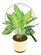 Aglaonema Manila Beauty