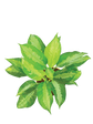 Aglaonema Manila Beauty