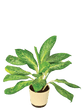 Aglaonema Pearl