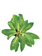 Aglaonema Pearl