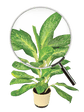 Aglaonema Pearl