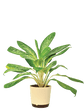 Aglaonema Pearl