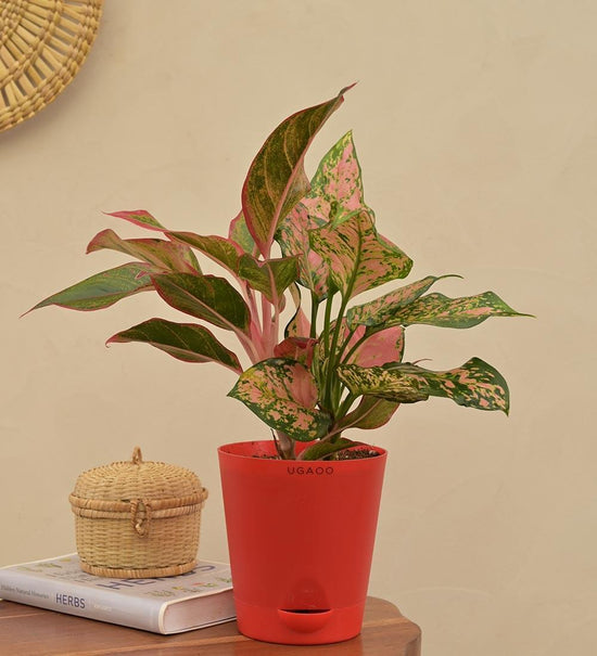 Aglaonema Red and Aglaonema Pink Beauty Plant Bouquet