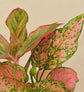 Aglaonema Red and Aglaonema Pink Beauty Plant Bouquet