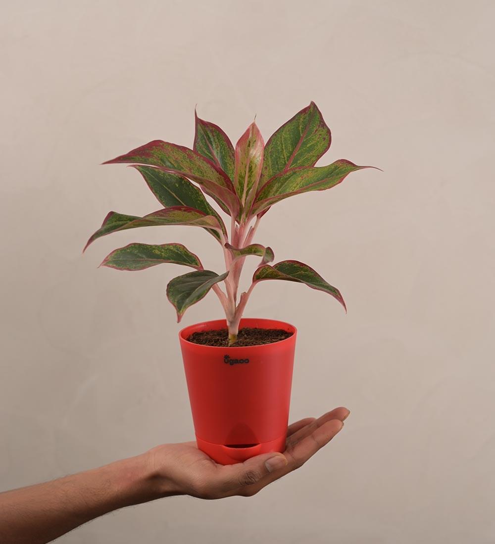 mini aglaonema Aglaonema Red Plant
