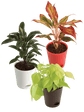 Air Purifying Plant Bundle - Aglaonema Red, Dracaena Coffee, Philodendron Oxycardium Golden