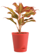Air Purifying Plant Bundle - Aglaonema Red, Dracaena Coffee, Philodendron Oxycardium Golden