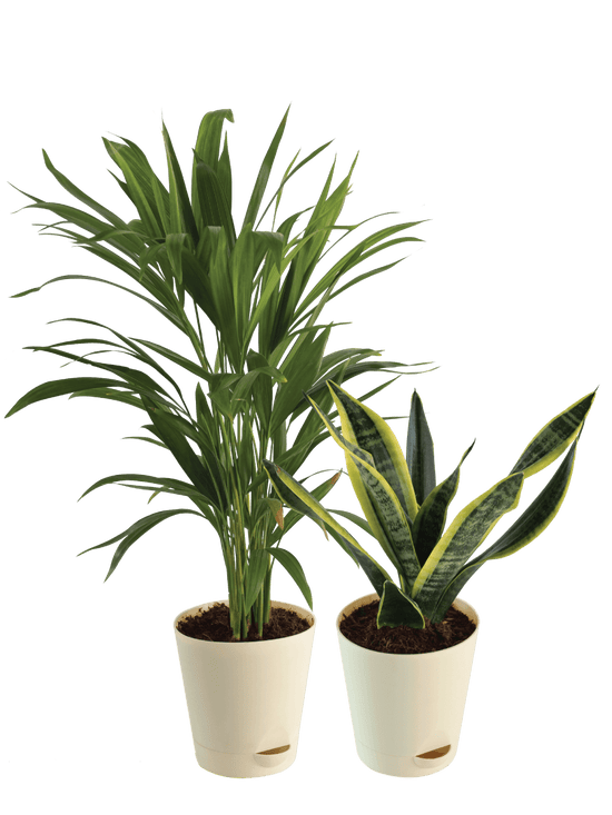 Air Purifying Plant Bundle - Areca Palm, Sansevieria Futura Superba
