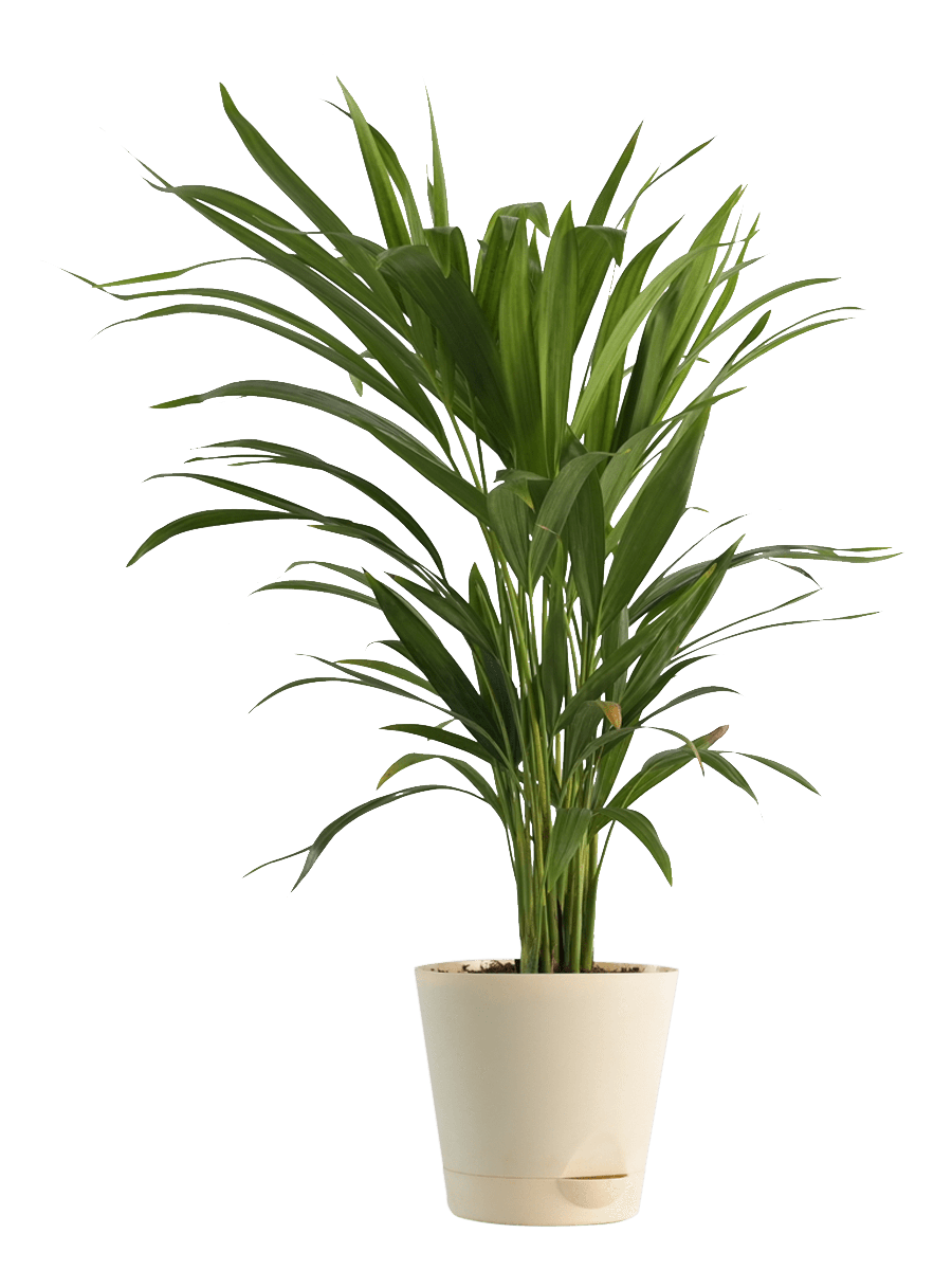 air purifying areca palm Set of 2 medium plants 1