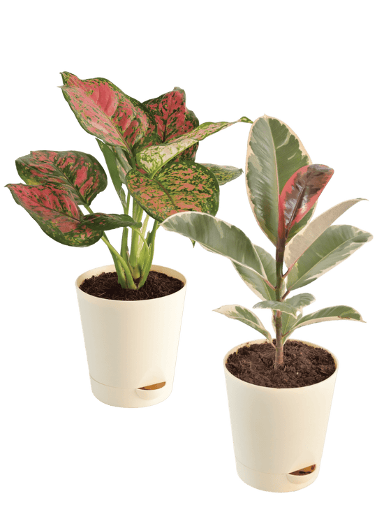 Air Purifying Plant Bundle - Rubber Variegated and Aglaonema Pink