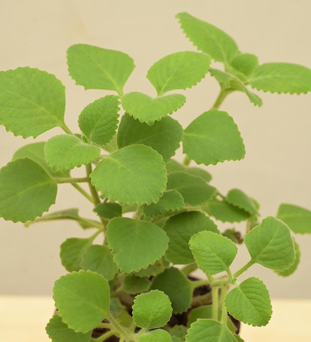 ajwain plant indoor or outdoor Buy Ajwain Plant: Fresh and Aromatic Herbs at Ugaoo