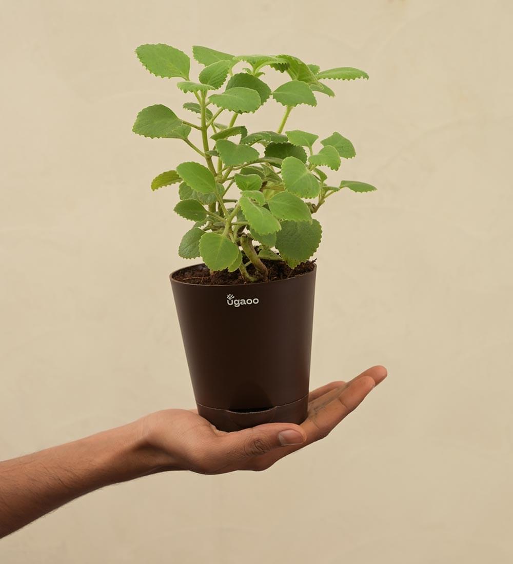 can ajwain plant be grown indoors Buy Ajwain Plant: Fresh and Aromatic Herbs at Ugaoo