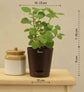 Ajwain Plant Gift Hamper