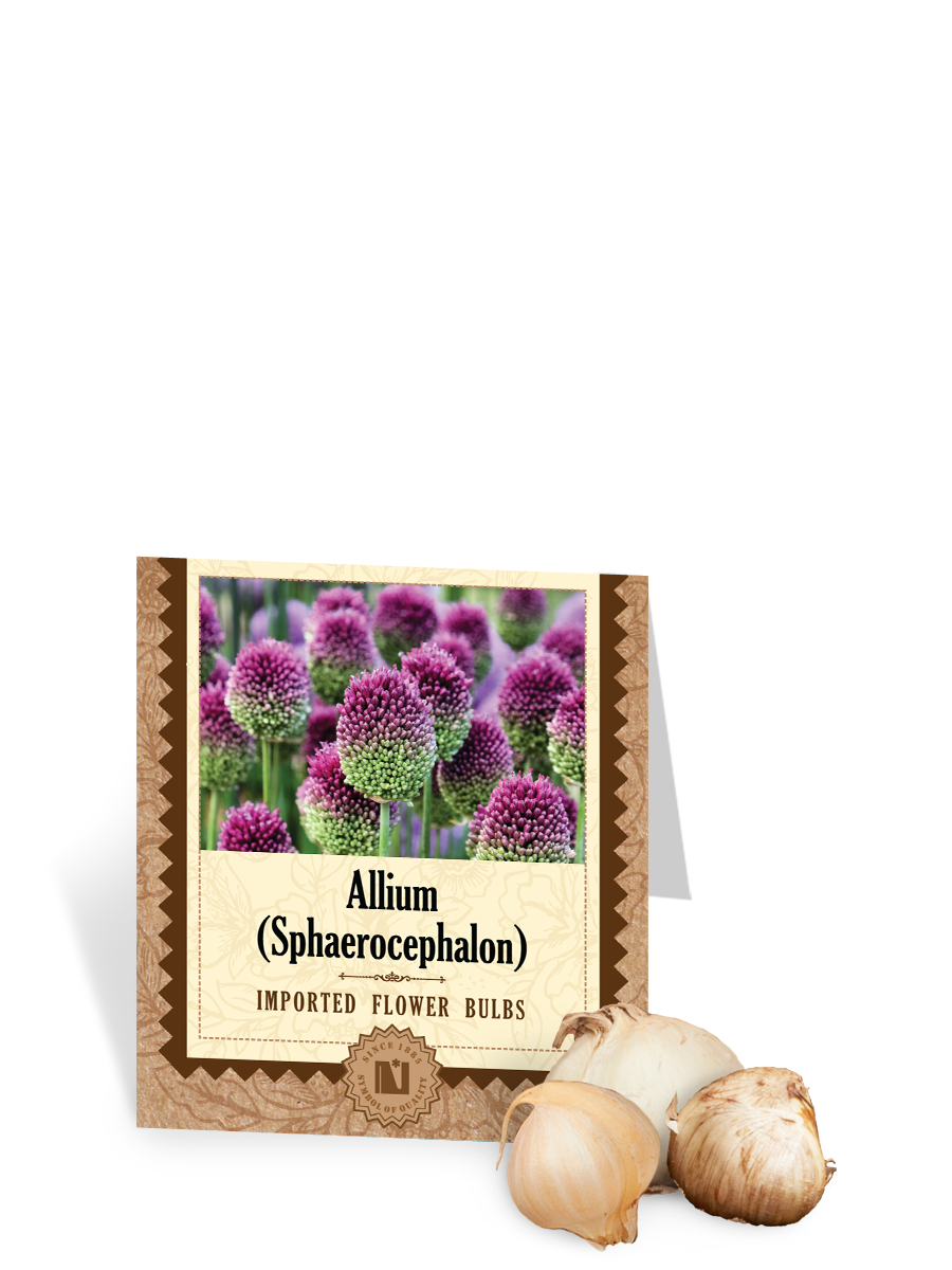 Allium sphaerocephalon Bulbs