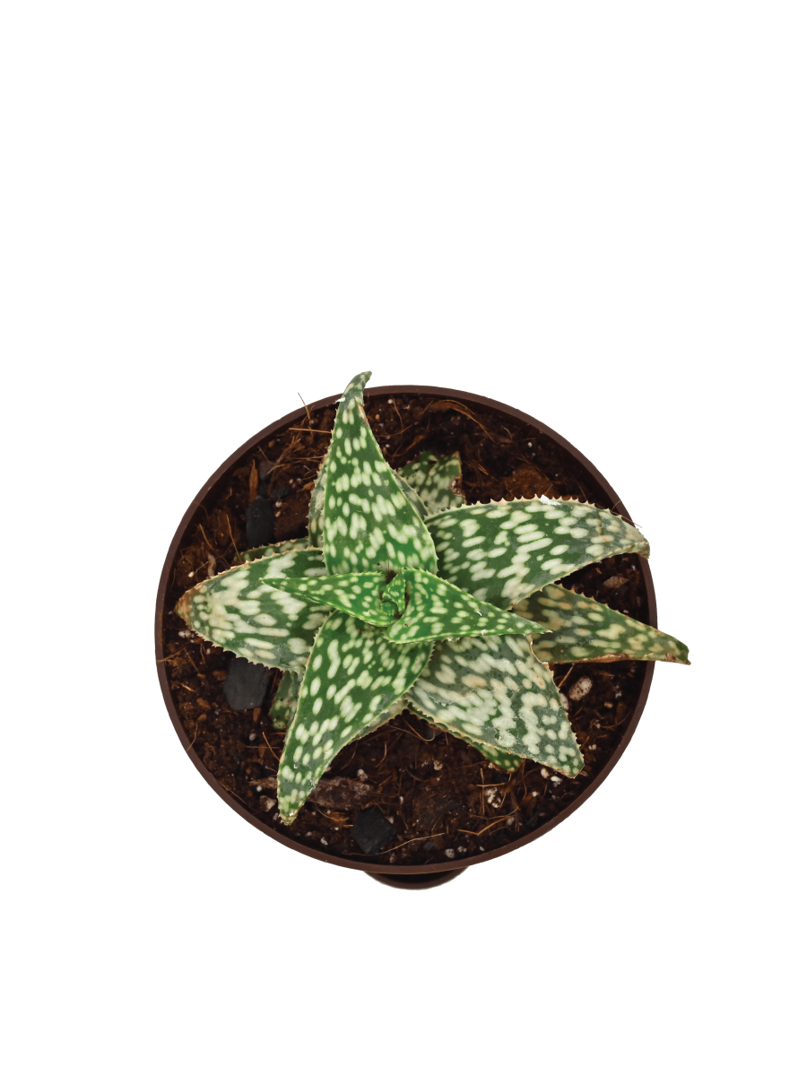 Aloe Snow Flake