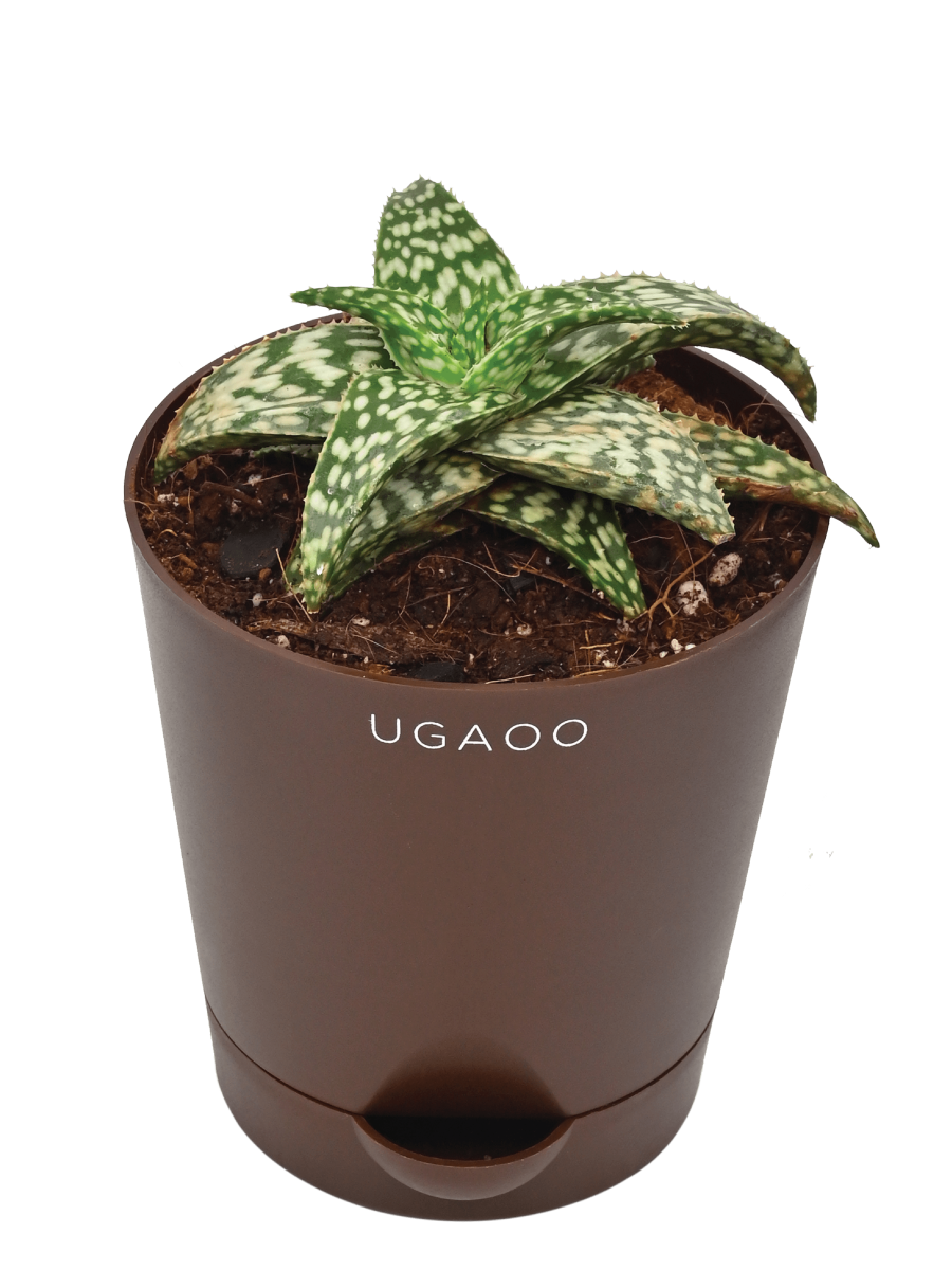 Aloe Snow Flake
