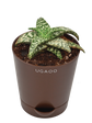 Aloe Snow Flake