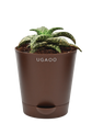 Aloe Snow Flake