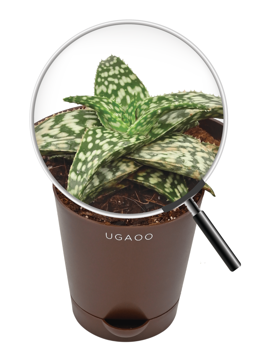 Aloe Snow Flake