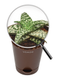 Aloe Snow Flake