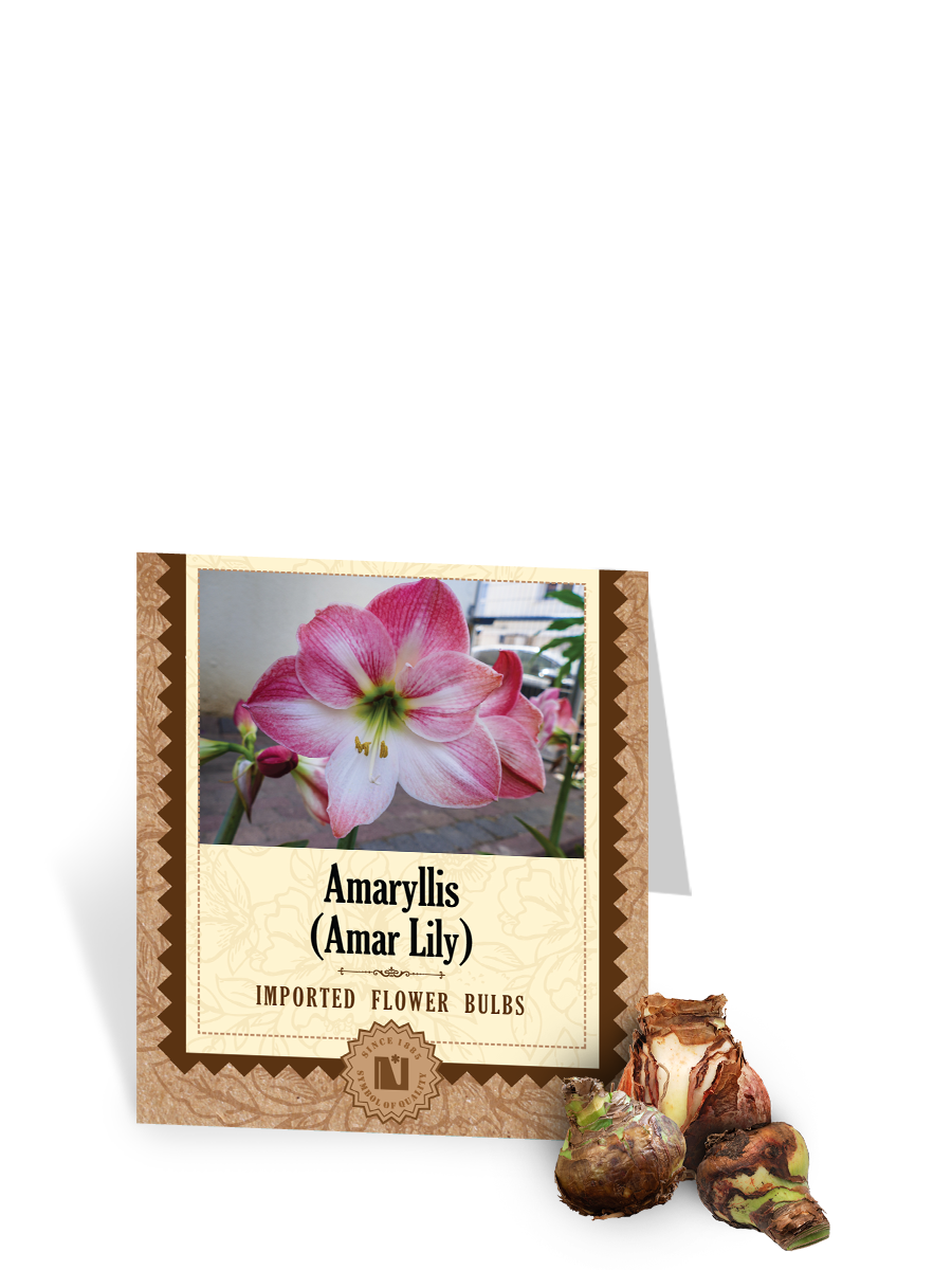 Amaryllis Bulbs (Amar Lily)