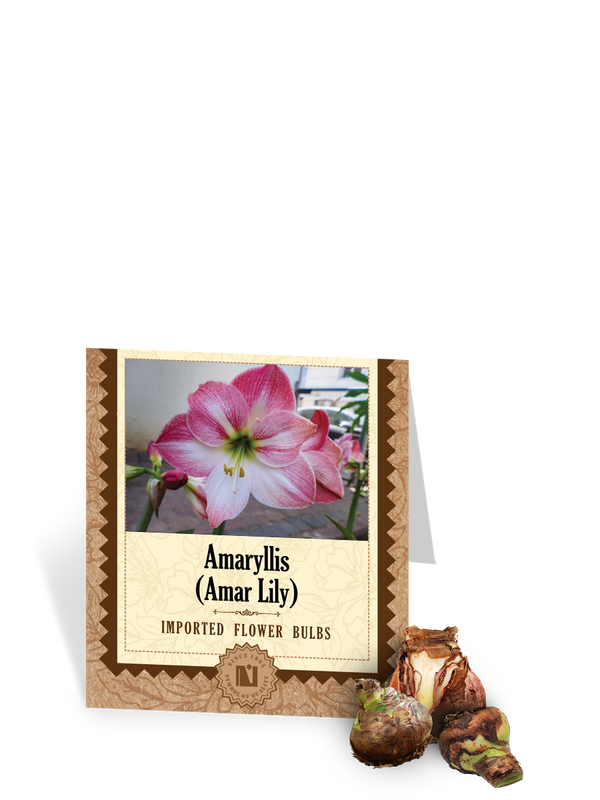 Amaryllis Bulbs (Amar Lily)