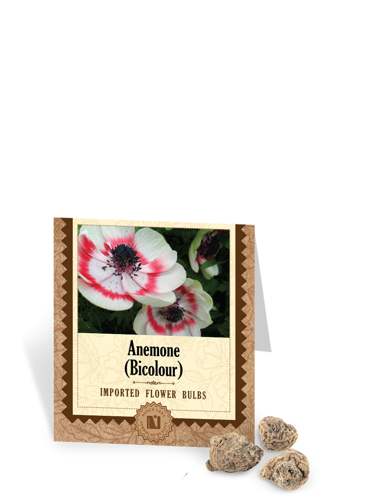 Anemone Bicolor Bulbs