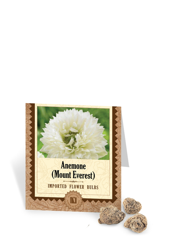 Anemone Mount Everest Bulbs