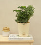 Aralia Golden Variegated White and Variegated White Mini Plant Bouquet