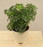Aralia Golden Variegated White and Variegated White Mini Plant Bouquet