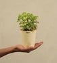 Aralia Variegated Mini Plant