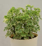 Aralia Variegated Mini Plant Gift Hamper