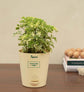 Aralia Variegated Mini Plant Gift Hamper