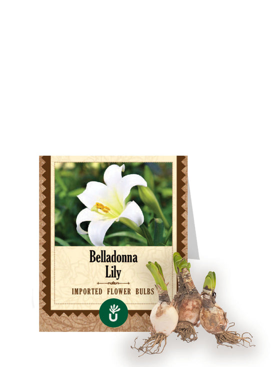 Belladonna Lily Bulbs