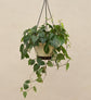 Betel Leaf (Magai Paan) With Hanging Pot