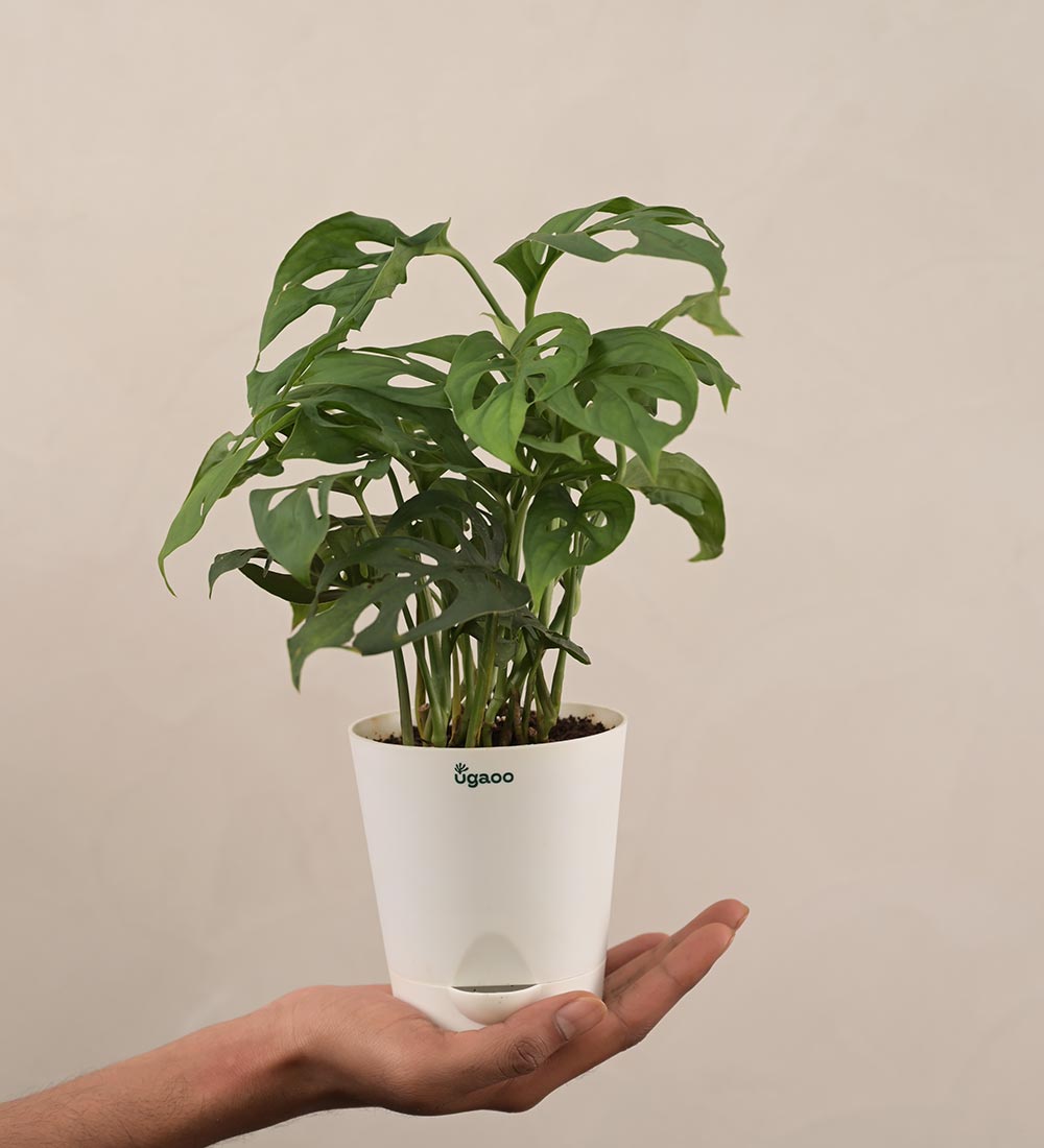 philodendron broken heart vs monstera adansonii Broken Heart Plant -Women's Day Gift For Employees – Ugaoo