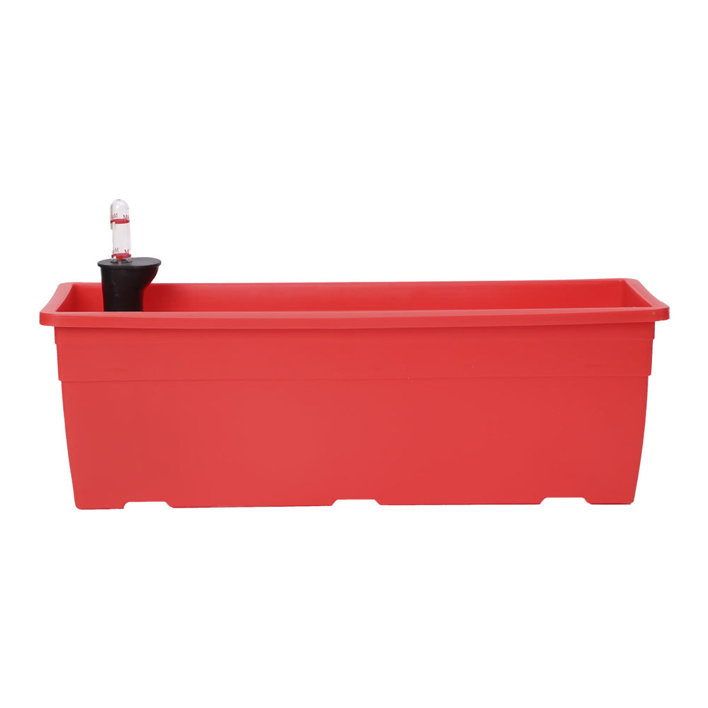 Money Plant Variegated - Set of 2