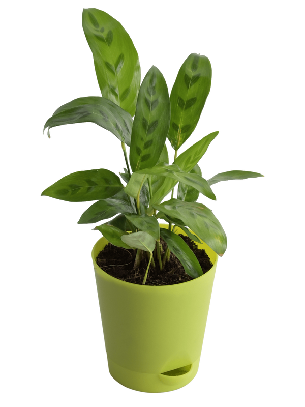 Calathea Faux Green Plant