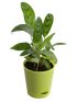 Calathea Faux Green Plant
