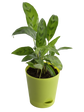 Calathea Faux Green Plant